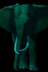 TIMBA-NUIT TIMBA ULTRAMARINE BLUE élephant elephant Showroom - Inkjet sur plexi, éditions limitées, numérotées et signées .Peinture animalière Art et décoration.Images multiples, commandez au peintre Thierry Bisch online
