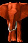 TIMBA-ORANGE TIMBA CHLOROPHYLLE elephant Showroom - Inkjet on plexi, limited editions, numbered and signed. Wildlife painting Art and decoration. Click to select an image, organise your own set, order from the painter on line