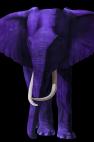 TIMBA-PURPLE TIMBA ULTRAMARINE BLUE elephant Showroom - Inkjet on plexi, limited editions, numbered and signed. Wildlife painting Art and decoration. Click to select an image, organise your own set, order from the painter on line
